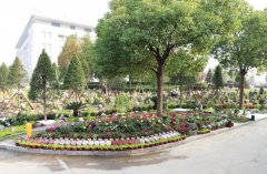 以树为碑：生命的另一种生长